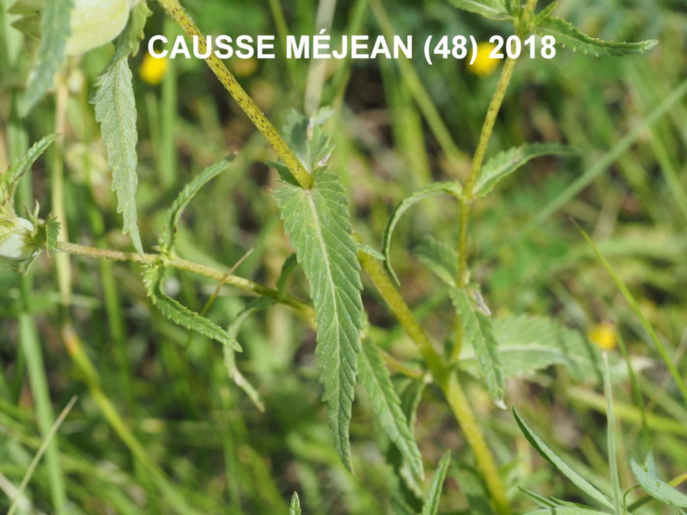 Yellow Rattle, (Mediterranean) leaf